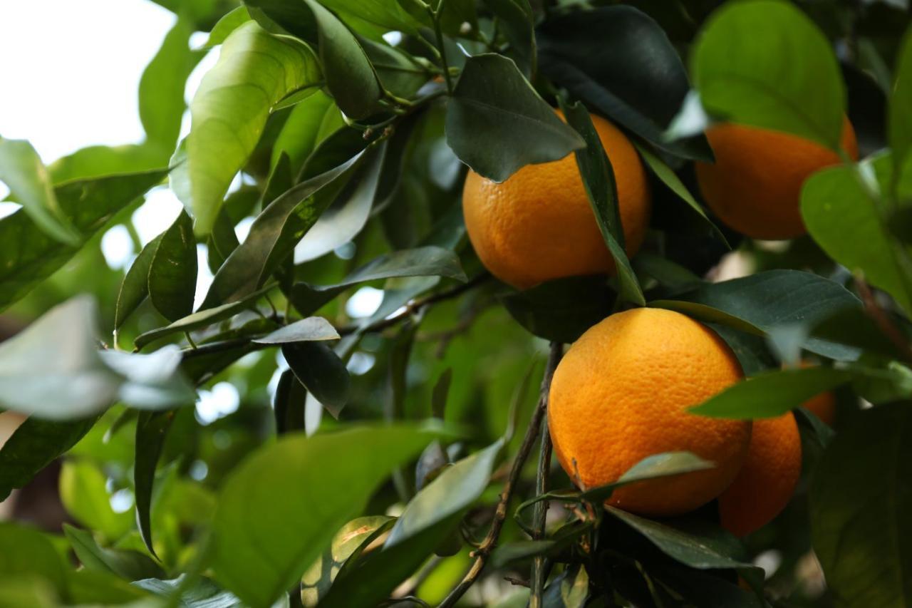 Agroturismo Relais Casamassima *